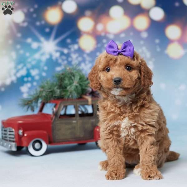 Salley, Mini Goldendoodle Puppy